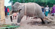 পোষ মানাতে হাতি শাবক নির্যাতন বন্ধের নির্দেশ আদালতের