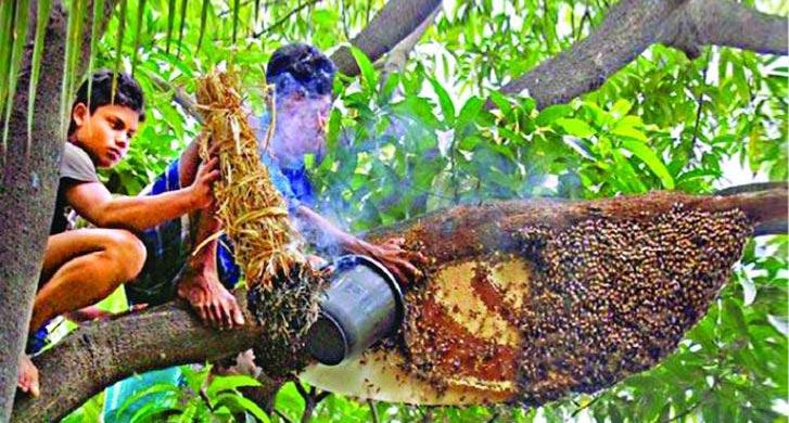 সুন্দরবন থেকে এবার ১৫ দিন আগেই শুরু হবে ‘মধু সংগ্রহের কাজ’