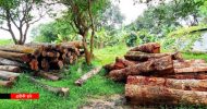 দোয়ারাবাজারে প্রতিবেশীর বিরুদ্ধে গাছ কাটার অভিযোগ