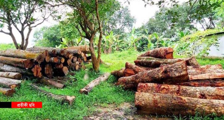 দোয়ারাবাজারে প্রতিবেশীর বিরুদ্ধে গাছ কাটার অভিযোগ