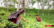 বৃষ্টির অভাবে বিপর্যয়ের মুখে সিলেটের চা-বাগান : অর্ধেকে নেমে গেছে উৎপাদন