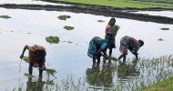 লাখাইয়ে কৃষিকাজে নারী শ্রমিকরা : মজুরীতে বৈষম্য