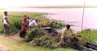 তাহিরপুরে বাঁধ ভাঙ্গার আতঙ্কে হাওরবাসী