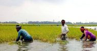 হাওরের ৪১ শতাংশ ধান কাটা হয়েছে: কৃষি মন্ত্রণালয়