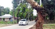 বড়লেখায় সড়কে ঝুঁকিপূর্ণ গাছ : দুর্ঘটনার আশংকা