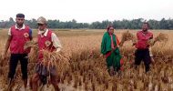 জৈন্তাপুরে কৃষকের ধান কেটে দিলেন ভিডিপি সদস্যরা