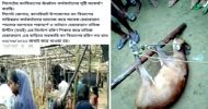 বন্য হরিণ ধরে জবাই করে খাওয়া নিয়ে কানাইঘাটে তোলপাড়
