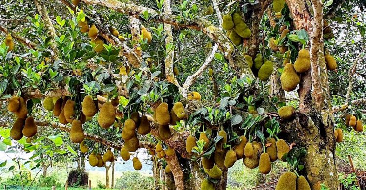 ব্রাহ্মণবাড়িয়ায় কাঁঠালের বাম্পার ফলন : খুশি বাগান মালিকরা