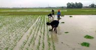 আমন রোপনে ব্যস্ত নবীগঞ্জের কৃষকরা : লক্ষমাত্রা ১৩ হাজার ৬০ হেক্টর