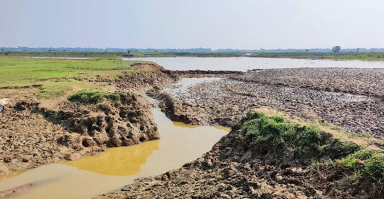 বাঁধ কেটে দেয়ায় শান্তিগঞ্জে ৩০০ একর বোরো জমি অনাবাদি থাকার আশংকা