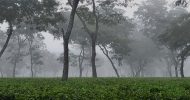 দেশের সর্বনিম্ন তাপমাত্রা শ্রীমঙ্গলে : ৮ দশমিক ৫ ডি.সে.
